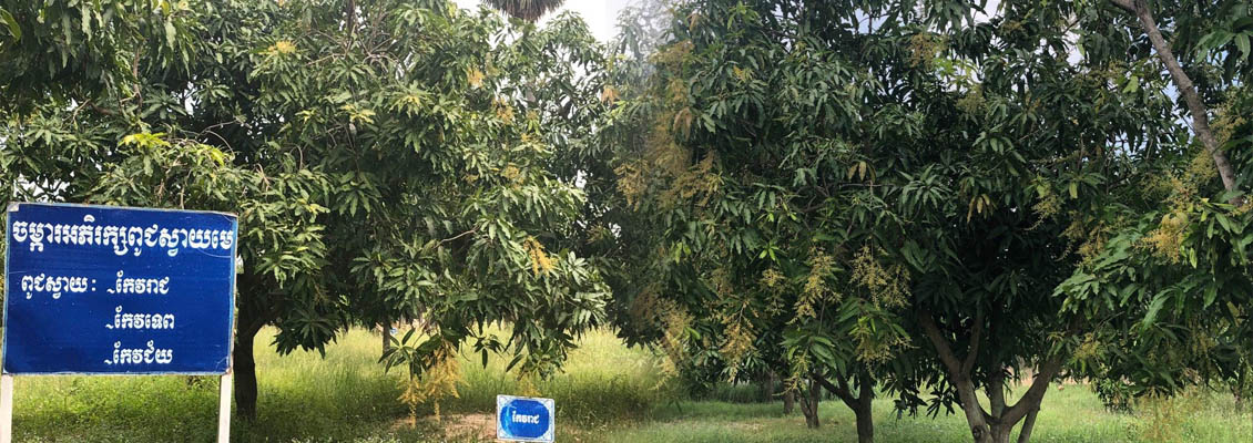 Visited Mango Farm at CARDI