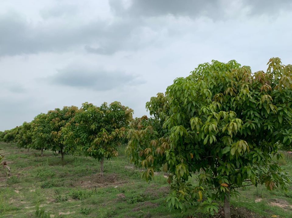 Mongo farm in Takeo FY20